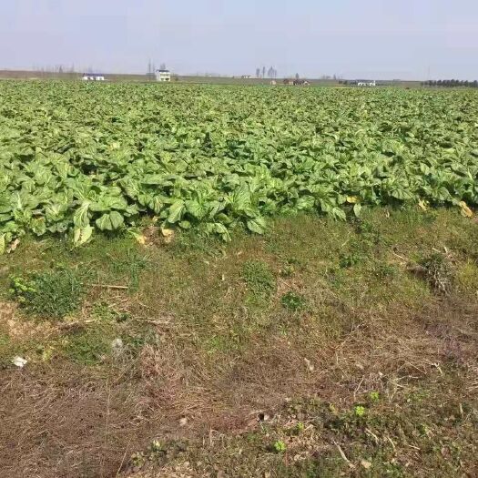 华容县鱼腥草根  华容芥菜，品质好，价格优