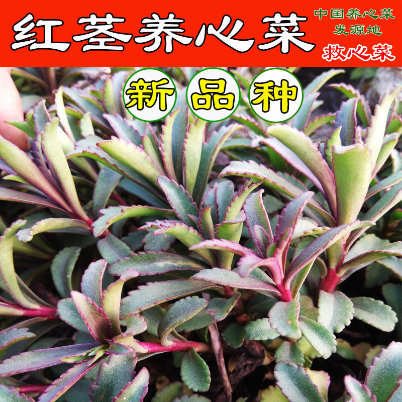 高钙菜种苗养心菜种苗救心菜种苗多年生四季载植