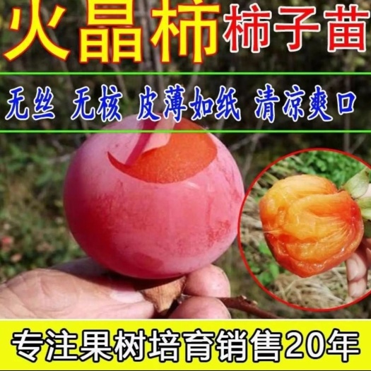平邑县火晶柿子苗  嫁接火晶柿日本脆甜柿南北方庭院种植果树苗当年结