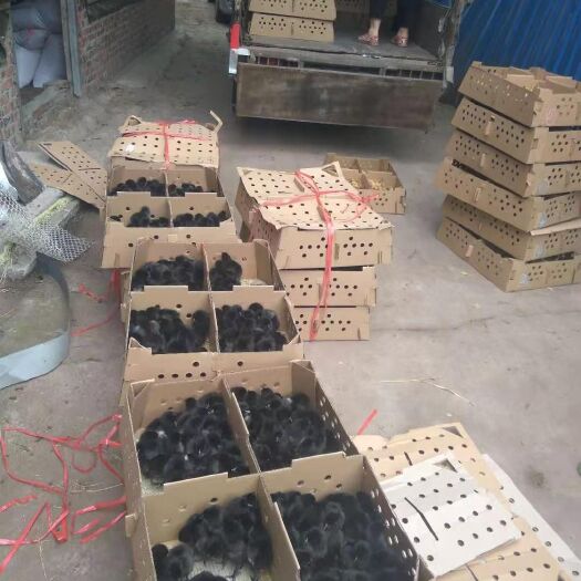 简阳市黑鸡苗 快大黑乌出壳苗