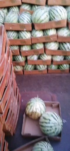 湖南省大棚麒麟西瓜基地直供，包质保量，货真价实，当天行情为主