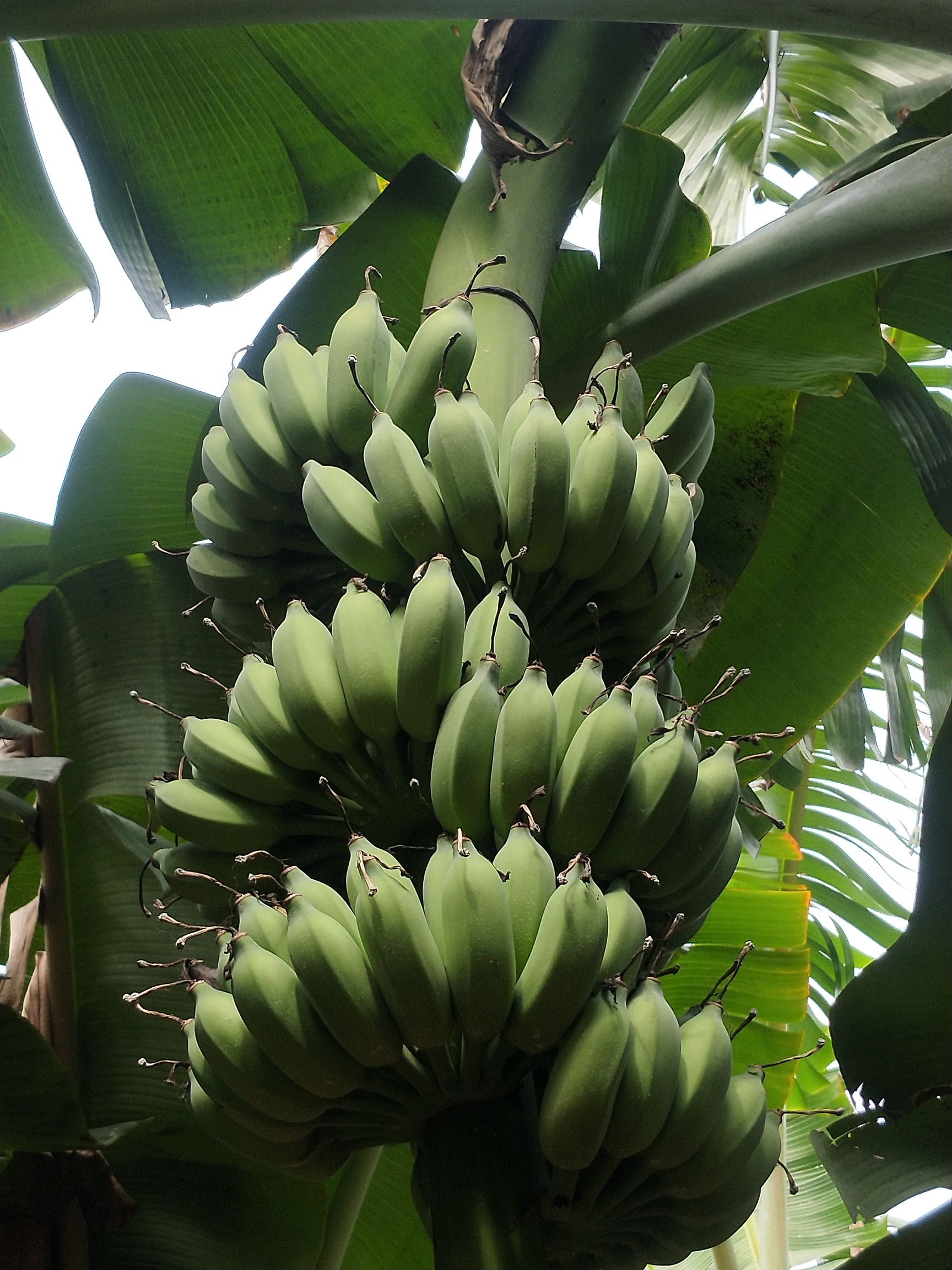 徐闻县粉蕉上市啦！