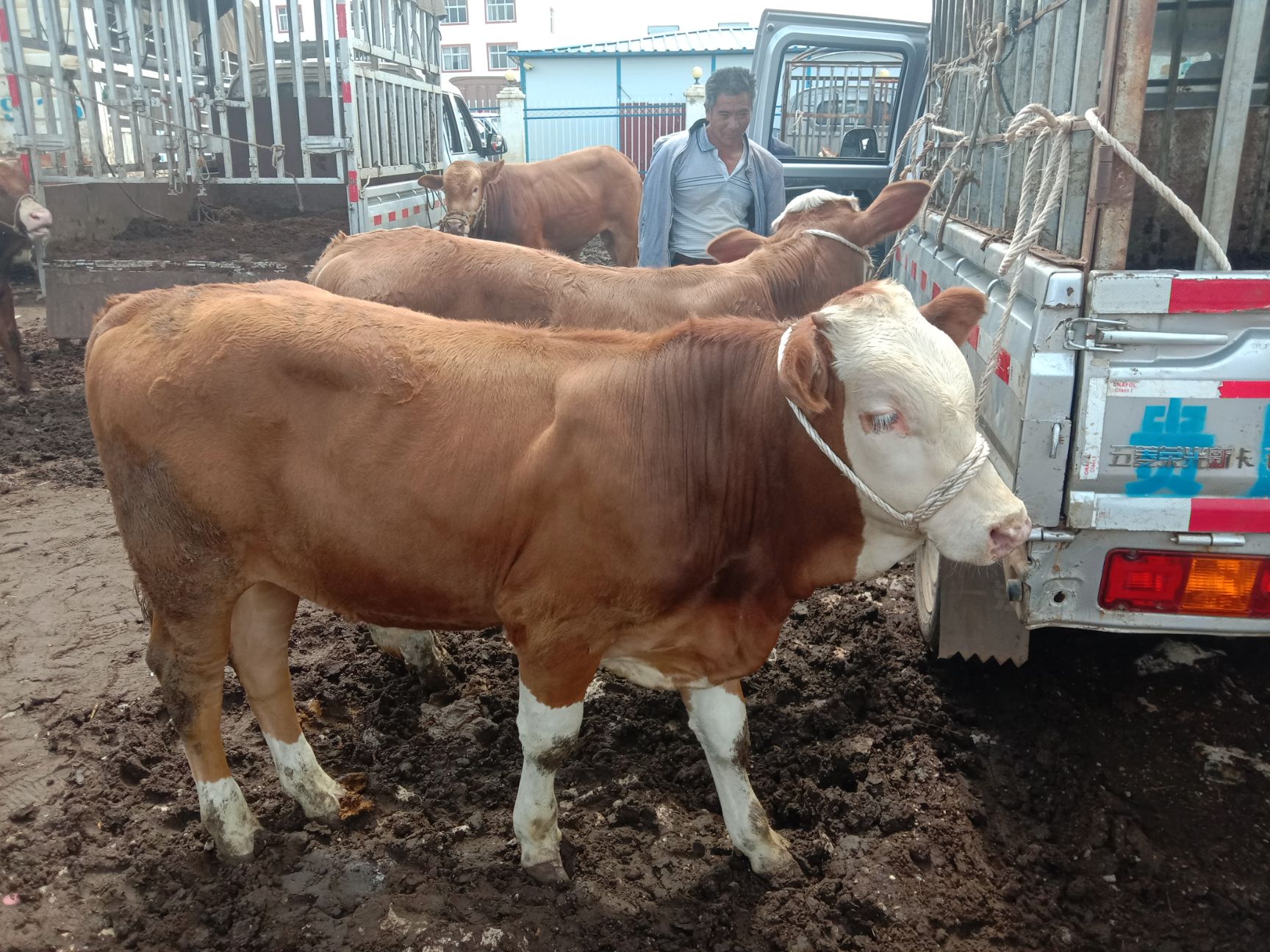 肉牛  贵州大形牛市，200/2000斤的货源充足，有需要的