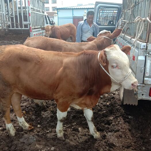 威宁县肉牛  贵州大形牛市，200/2000斤的货源充足，有需要的朋请联