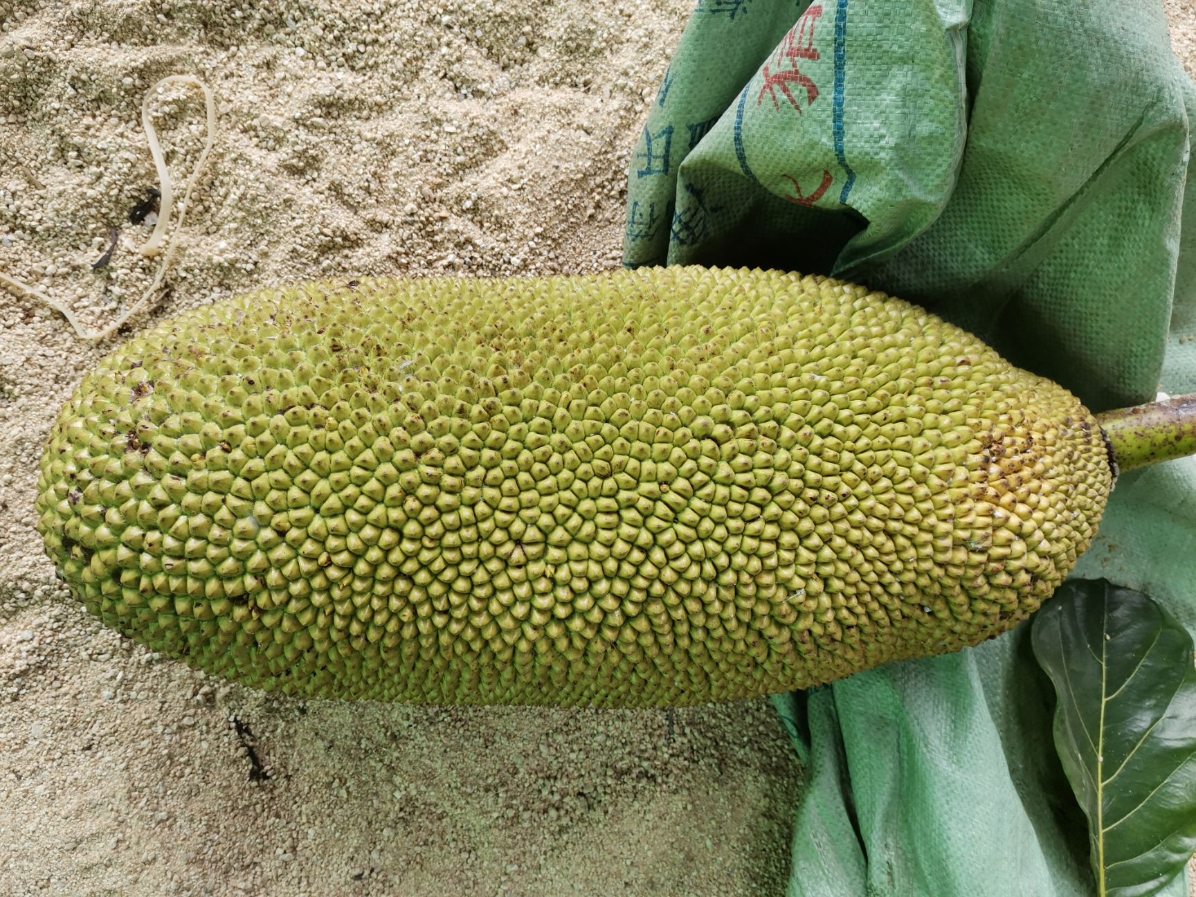 菠萝蜜越南菠萝蜜，自家种植，自产自销，欢迎老板咨询