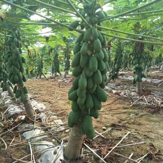 灵山县番木瓜苗  木瓜苗