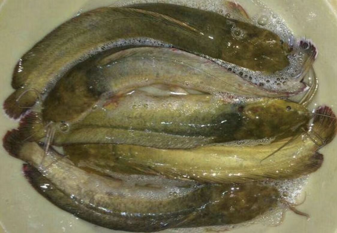 海塘鳢鱼图片图片