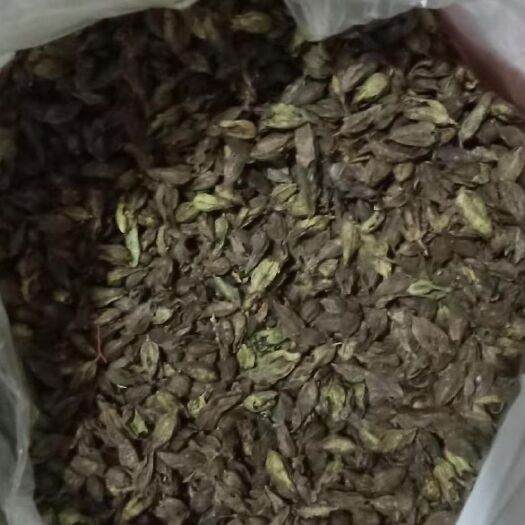 富宁县红根野蚕豆种子 
