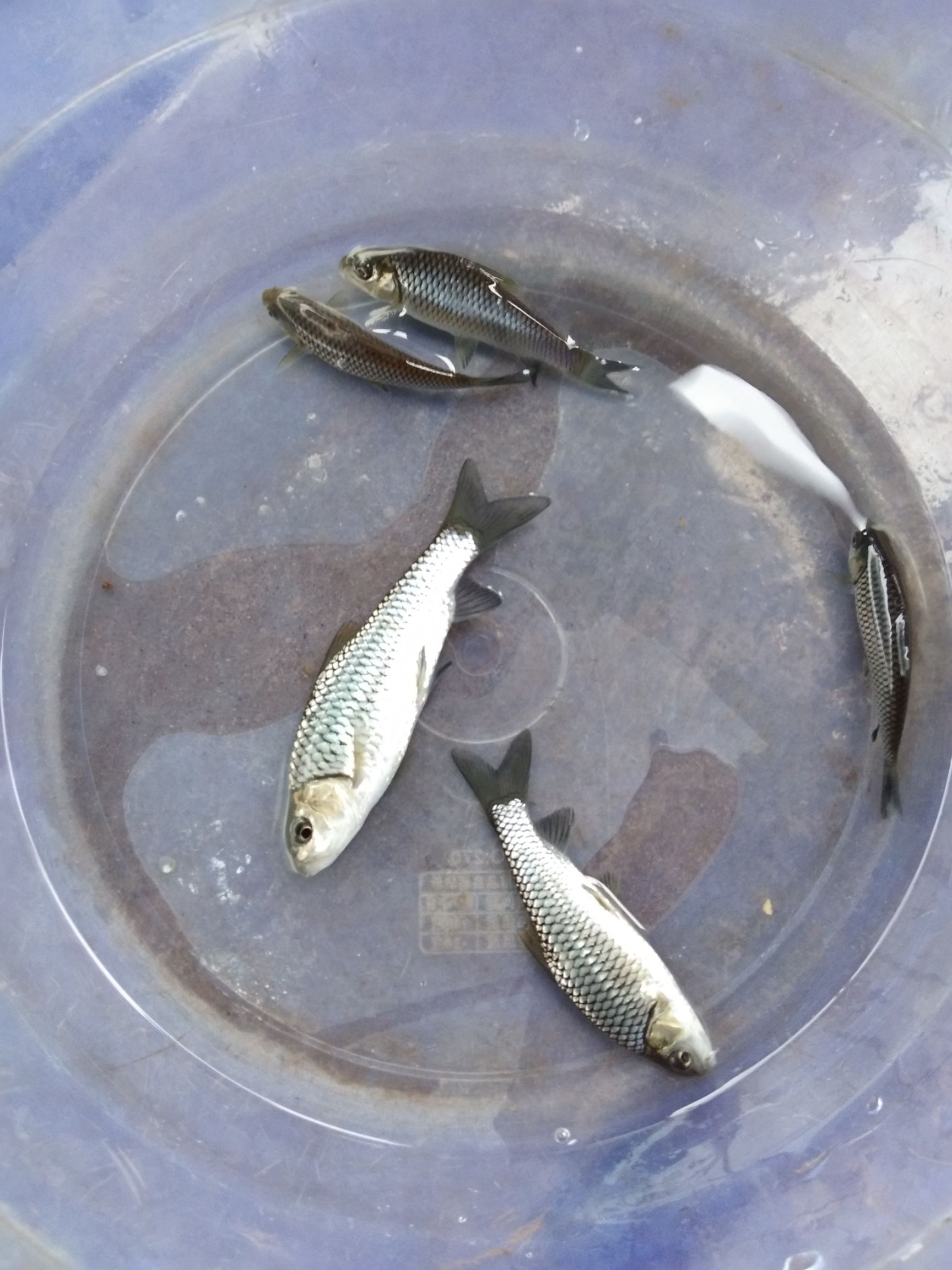 草鱼苗  抗病毒草鱼，长势快，包送，包技术，包消毒