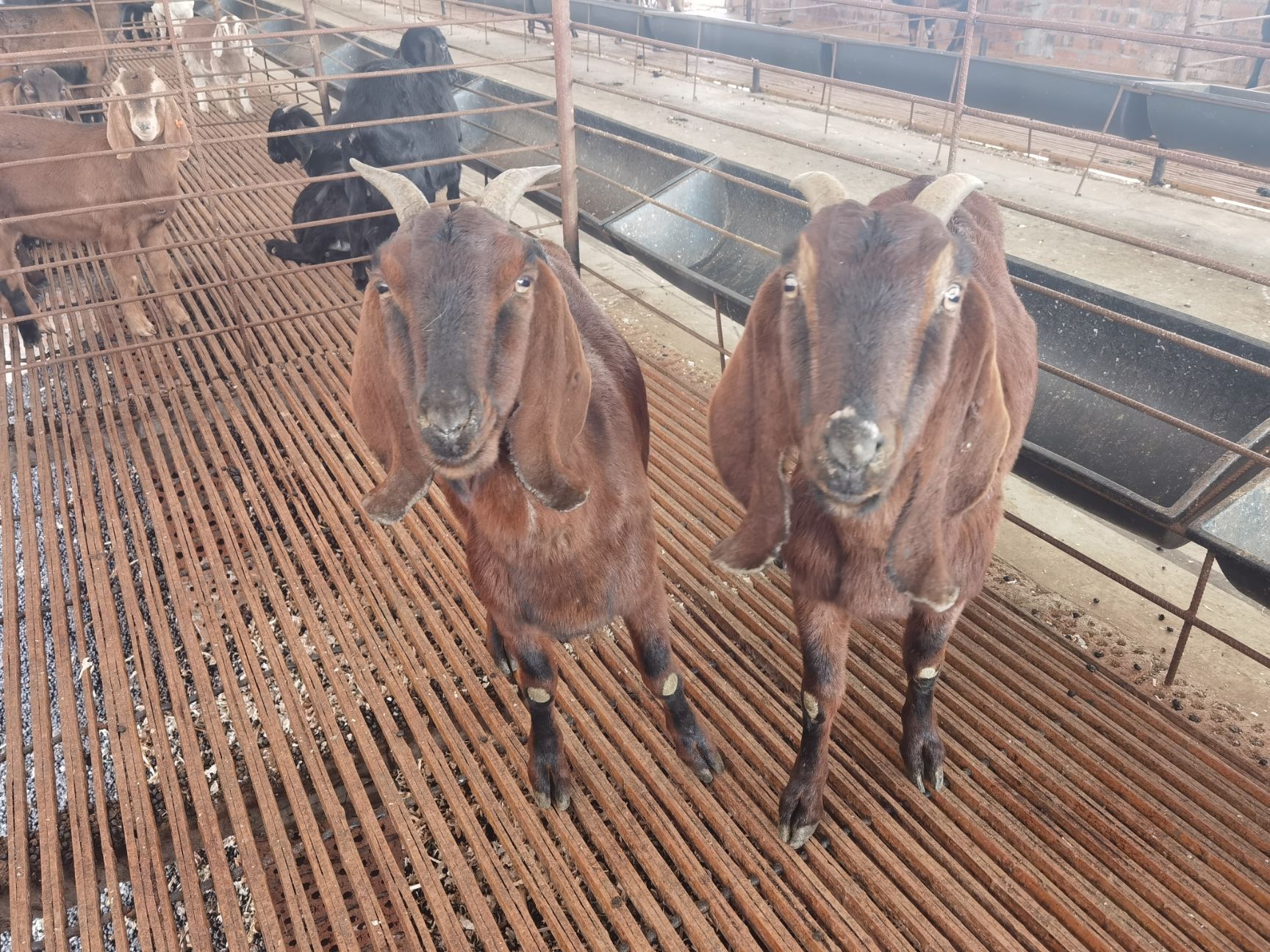 简阳大耳羊黄色小羊羔四川山羊