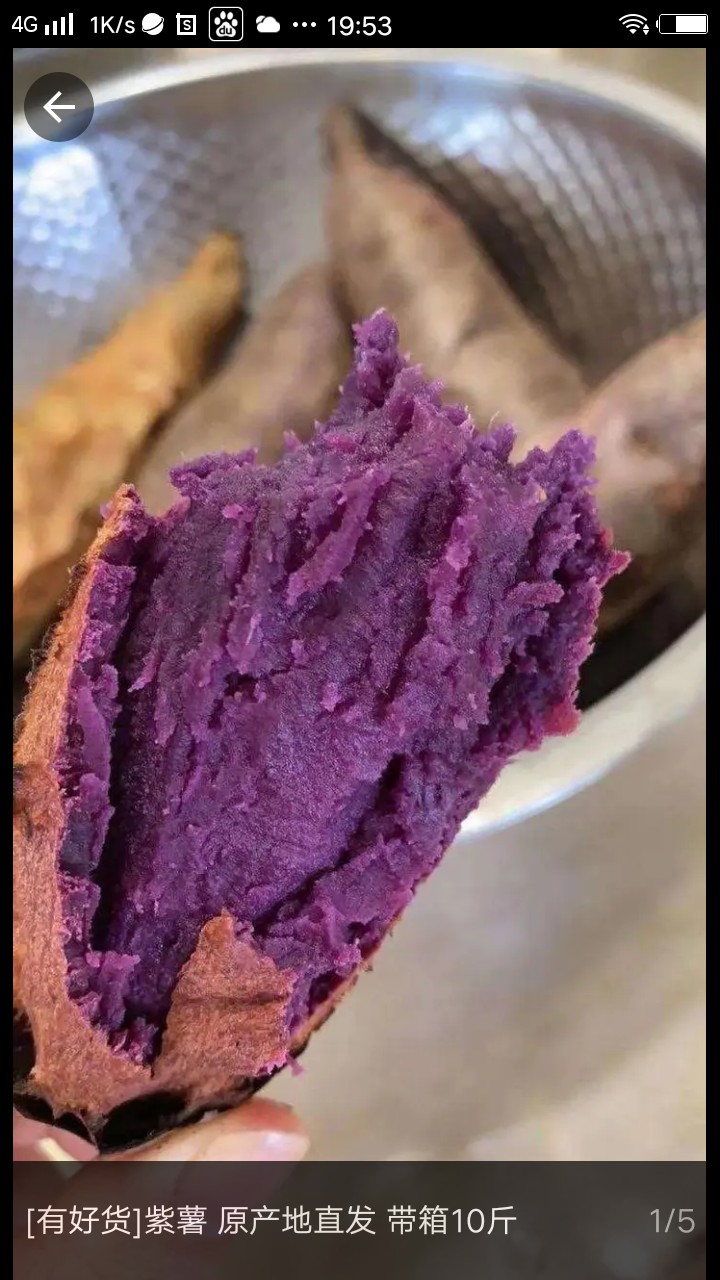 紫薯  河北省邢台市威县固献乡白果树二村