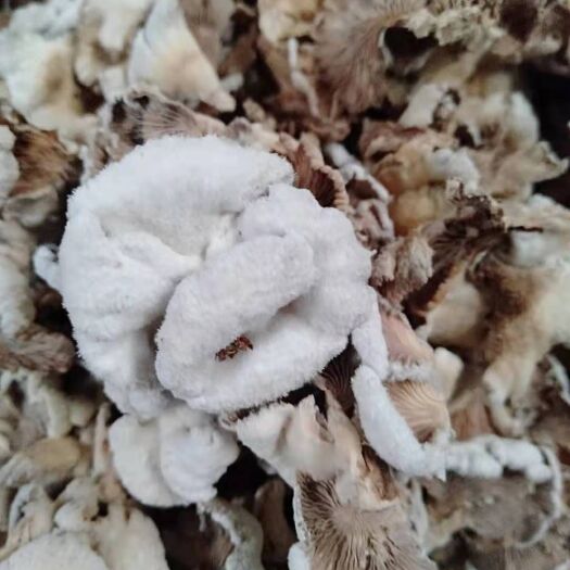 灵川县自产白参菌，八担柴干品，数量150斤，全要可小刀，可寄样品