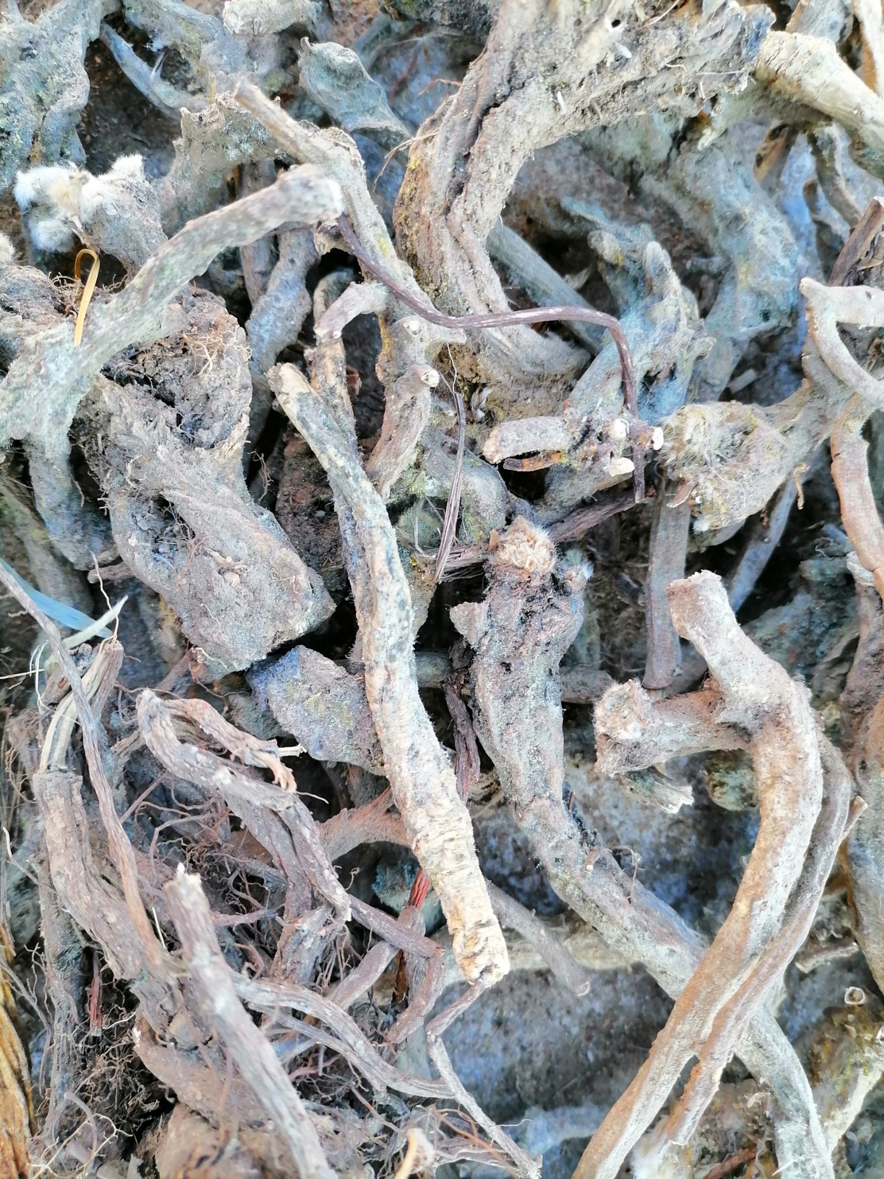 白头翁