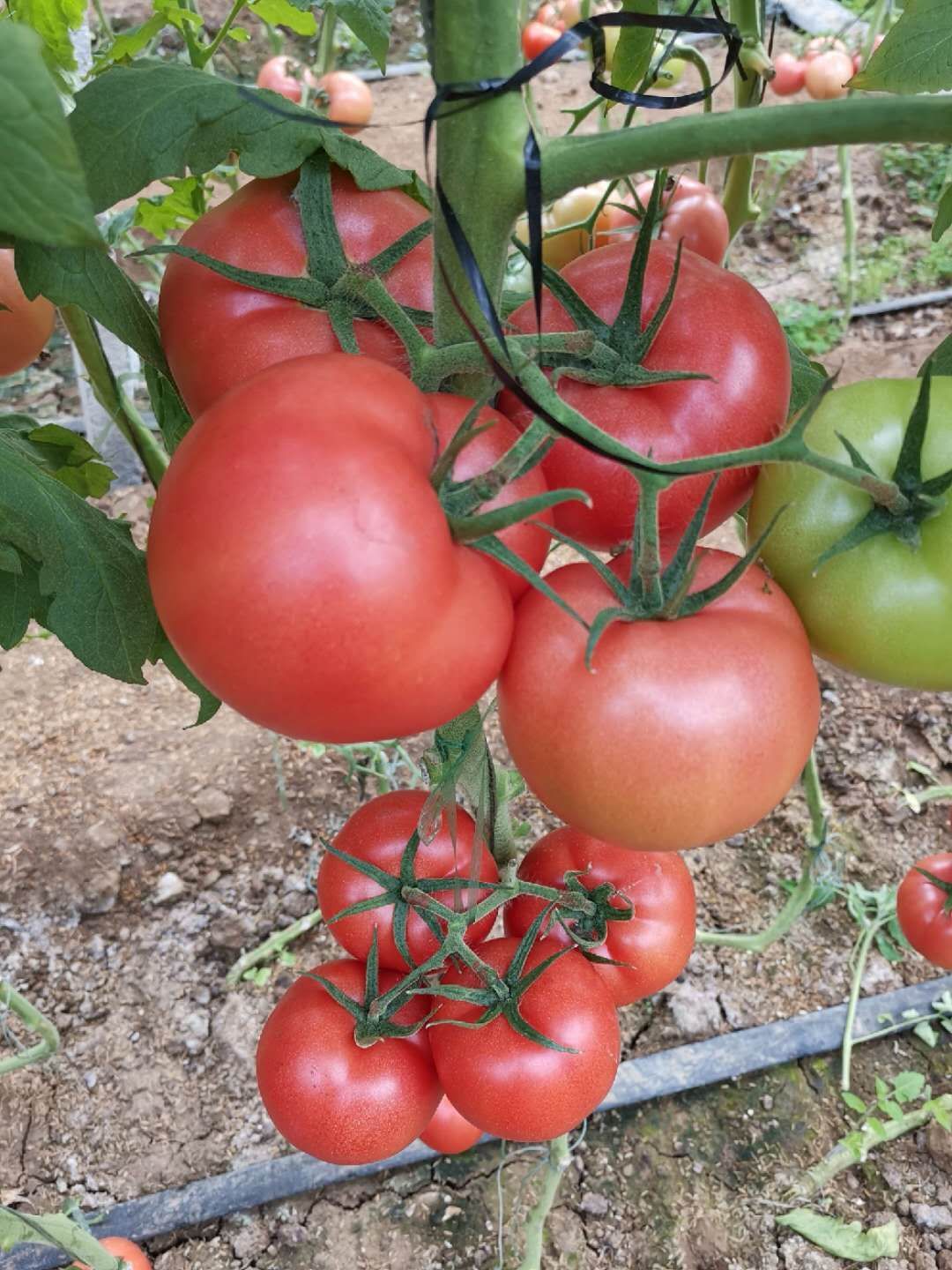 硬粉番茄苗  安娜757抗根腐病