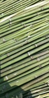  竹片！菜架竹！欢迎欢迎订货！