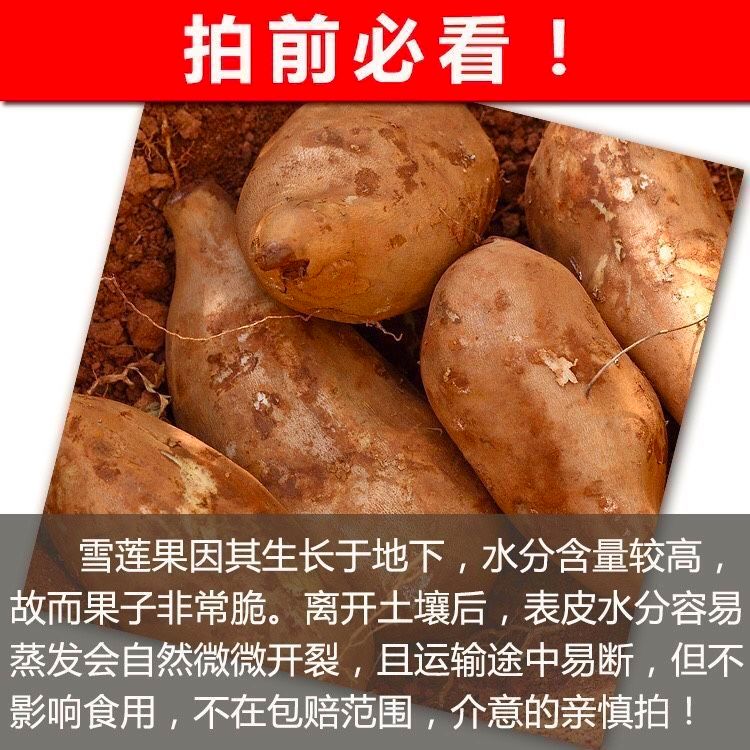 云南特产天山雪莲果新鲜水果时令当季水果清甜整箱包邮