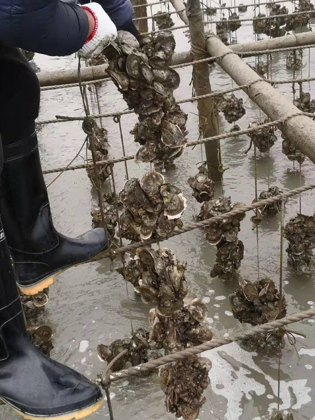 广东江门台山蚝，欢迎老板订货