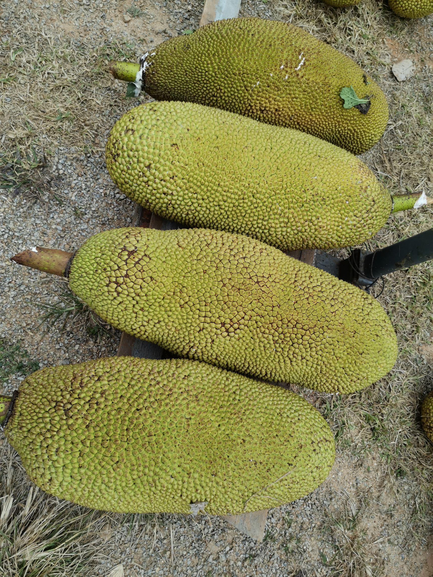 菠萝蜜越南菠萝蜜，自家种植，自产自销，欢迎老板咨询