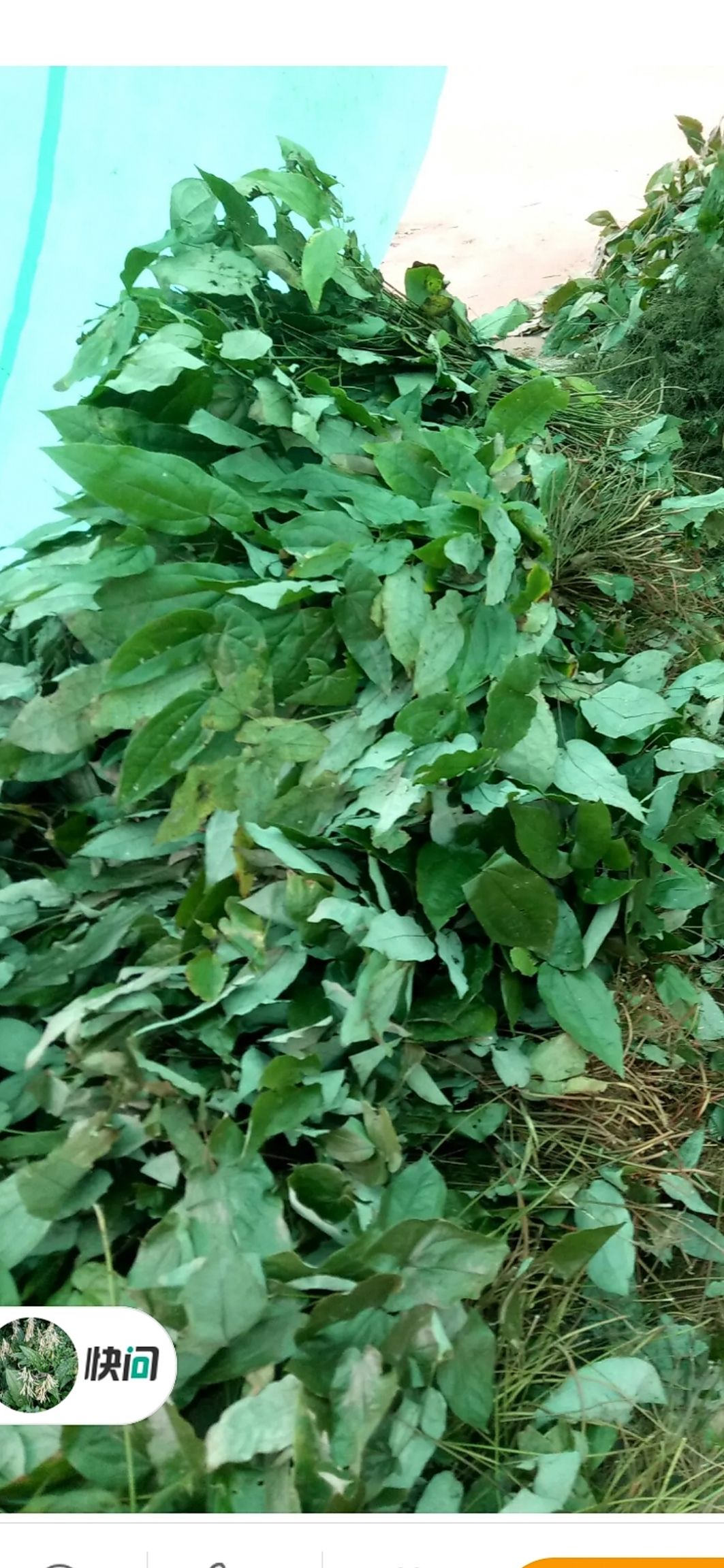箭叶淫羊藿 