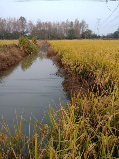 沅江市黄花粘稻谷 稻谷都是烘干的，水分合格，杂质少