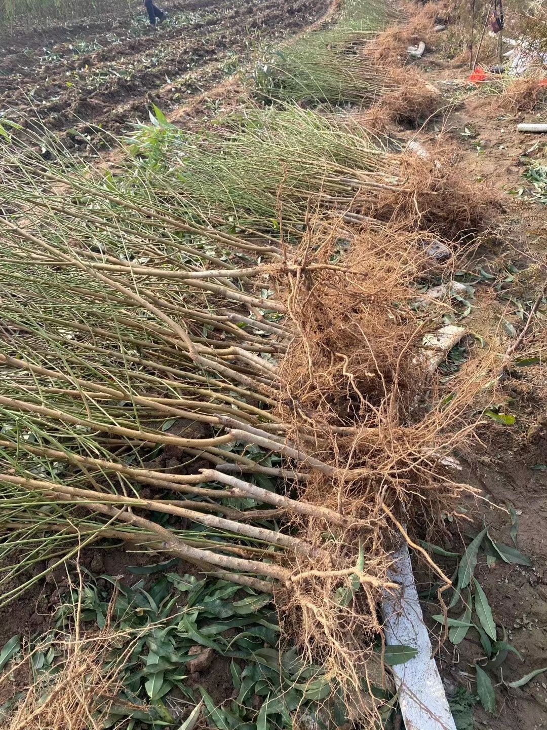 适合在湖北潜江种植的黄桃苗 1.5公分以上 