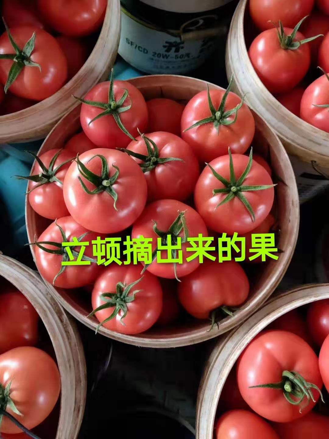 硬粉番茄苗  早春越夏早熟番茄——立顿，高产西红柿耐热耐裂