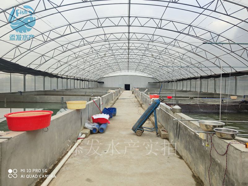 太阳鱼苗 大量出售优质蓝鳃太阳鱼苗 金边太阳鱼苗
