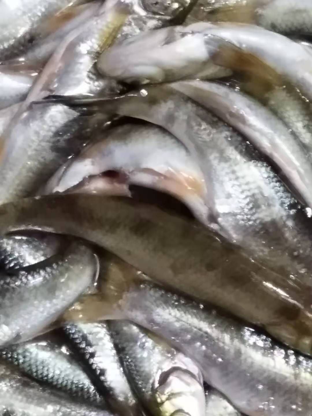 滑子鱼  华子鱼