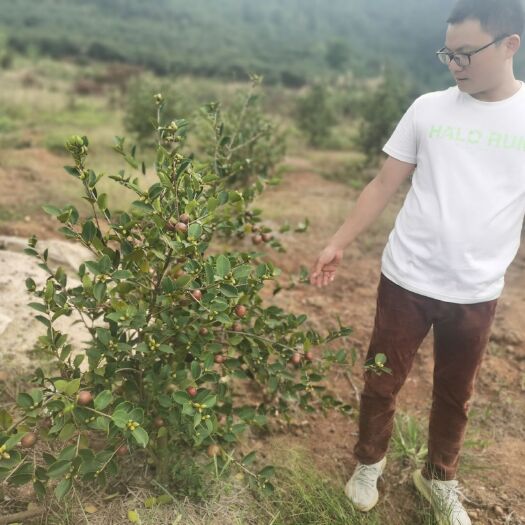 丰城市油茶苗  江西丰城油茶杯苗，两年杯苗，