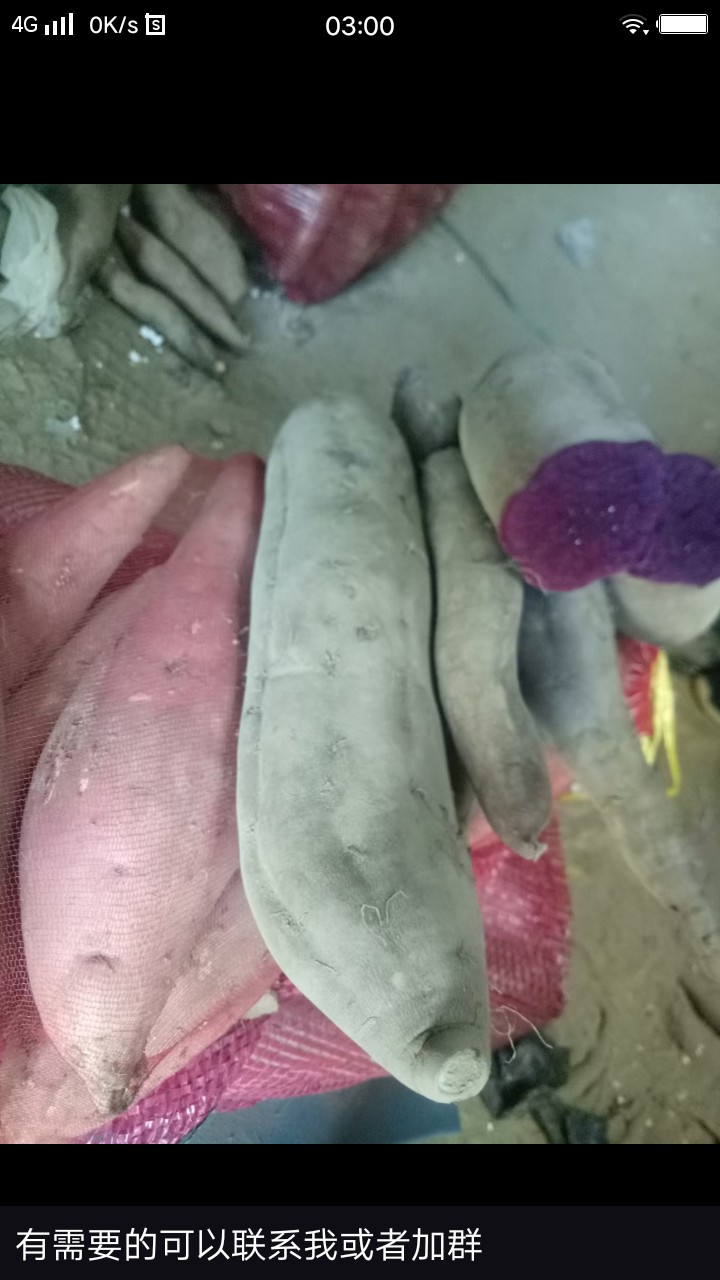 紫薯  河北省邢台市威县固献乡白果树二村