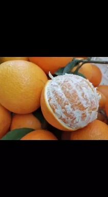 赣南脐橙苗  脐橙苗