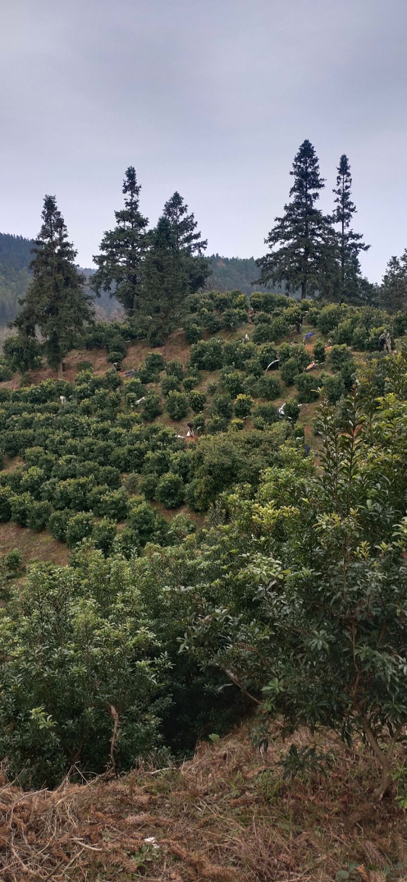 大黑炭杨梅树苗  杨梅树，精品杨梅球，地苗，断根苗，容器苗，