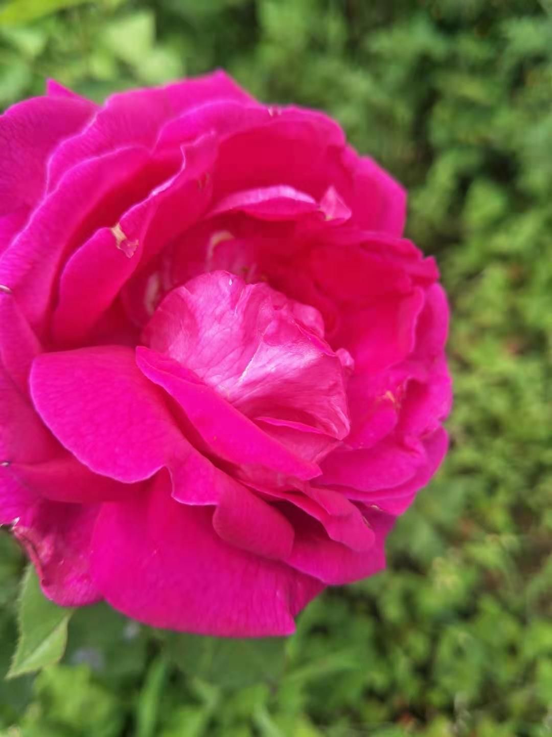 多头玫瑰 玫瑰花
