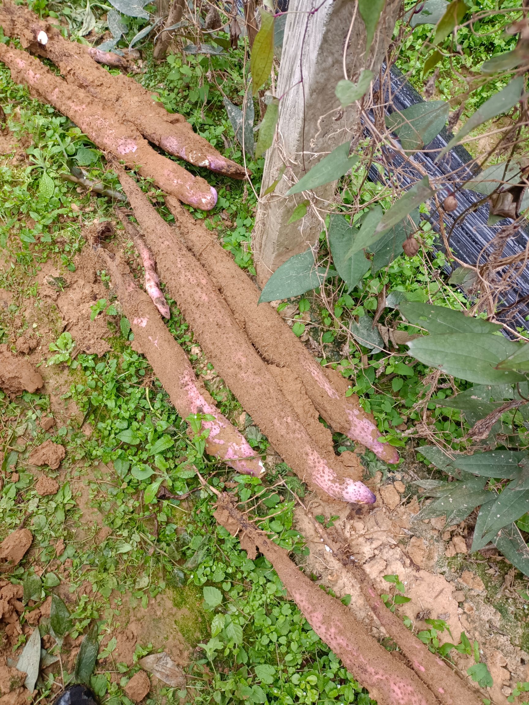  广西贺州淮山药！