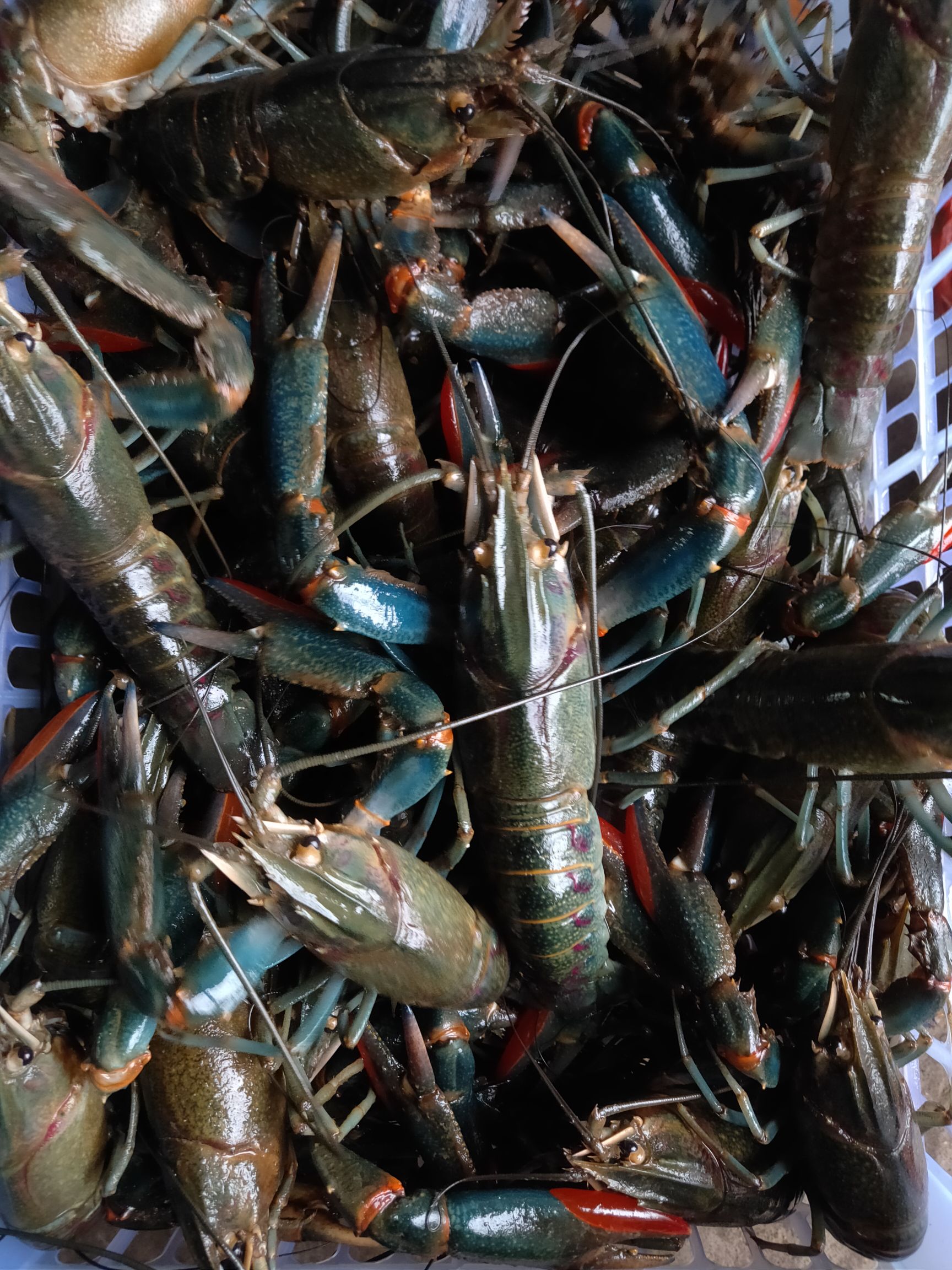 澳洲龙虾苗，澳洲淡水龙虾苗，小龙虾苗