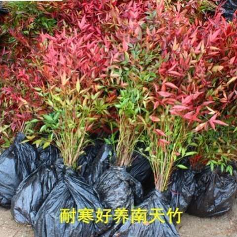 沭阳县南天竹苗树苗南天竹盆景盆栽火焰红天竺蓝天竹耐寒植物庭院绿化苗