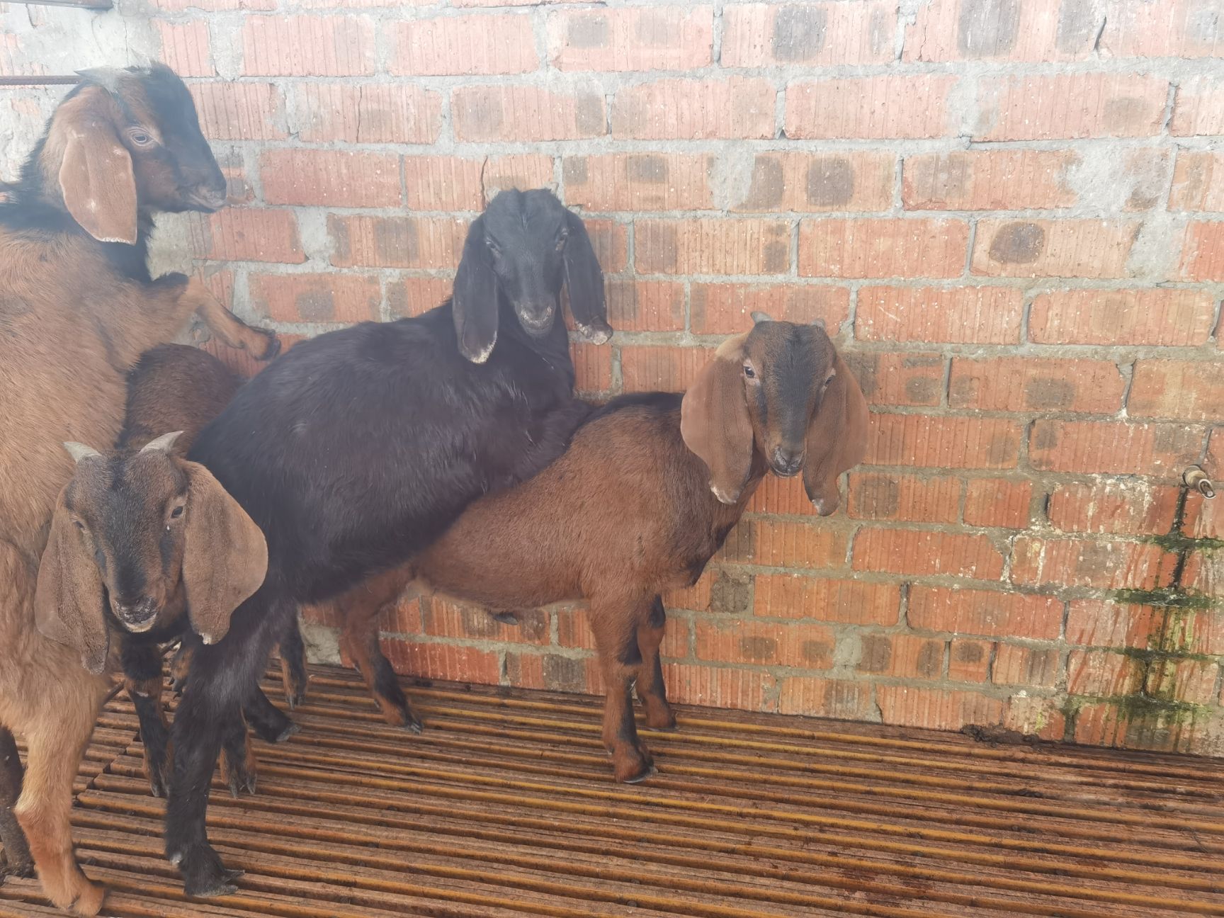 黄色山羊简阳大耳羊种羊目前40斤出头