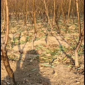 邹城市桃树苗 1—4公分嫁接桃树，毛苗，占地苗，大量有货，现挖现卖量大质优