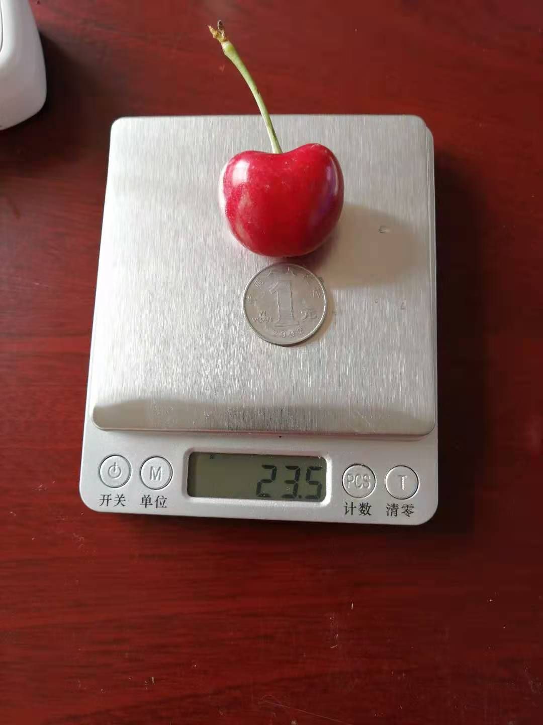 早大果樱桃苗  吉塞拉矮化樱桃苗早大果红灯萨米脱美早齐早鲁樱三号瑞德拉宾斯等