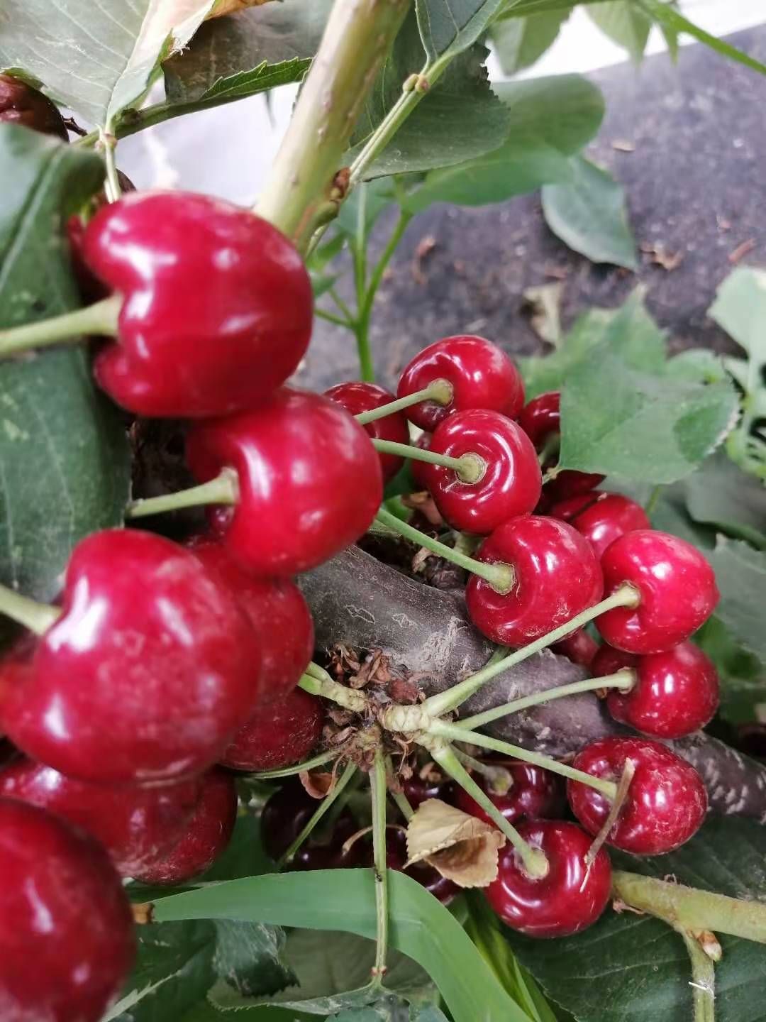 早大果樱桃苗  吉塞拉矮化樱桃苗早大果红灯萨米脱美早齐早鲁樱三号瑞德拉宾斯等