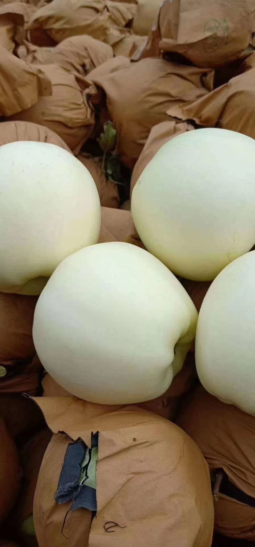 黄元帅苹果 辽宁省葫芦岛市绥中县 纸袋 黄色 一级果