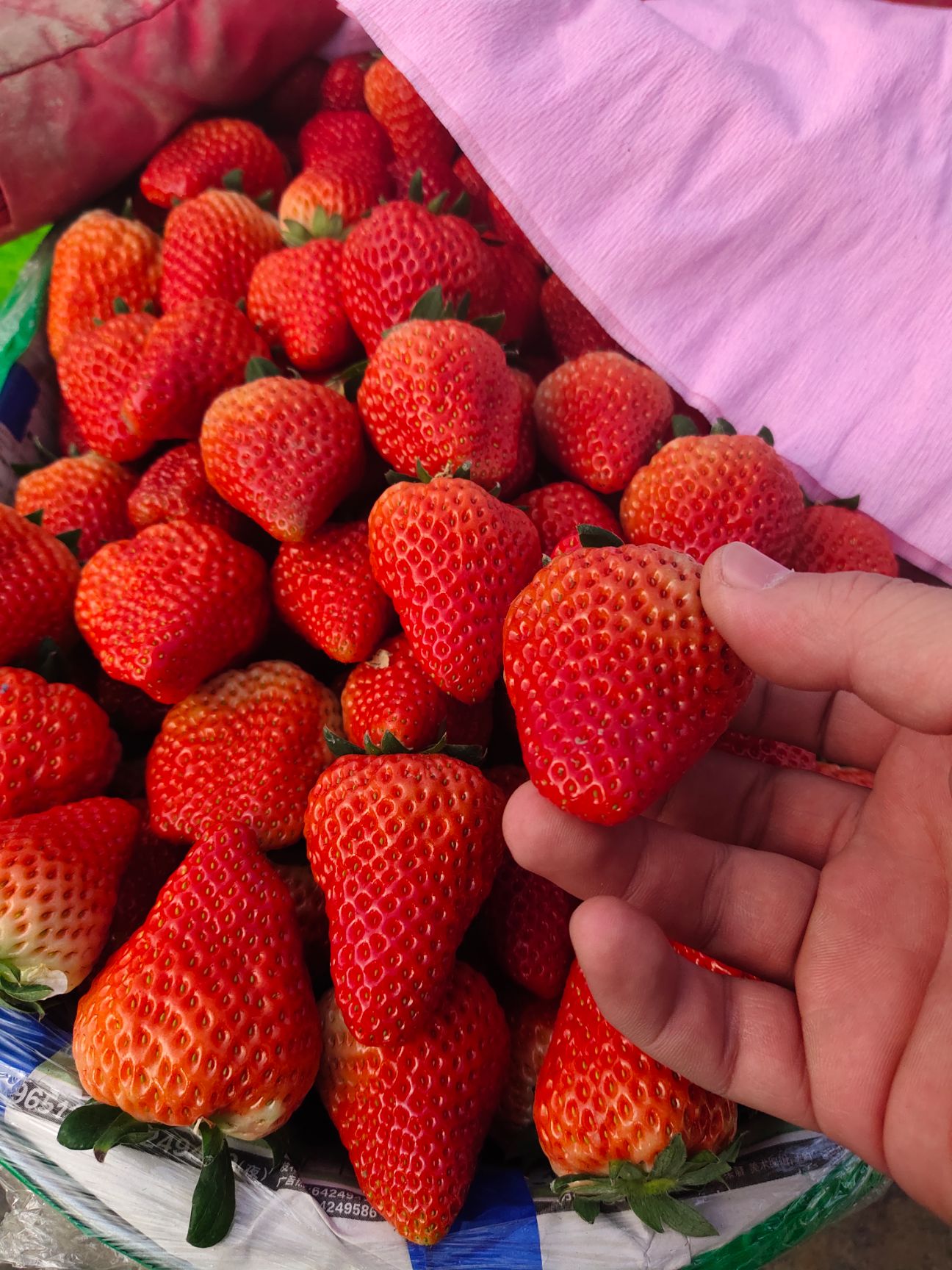 红颜草莓  合肥长丰县产地直发