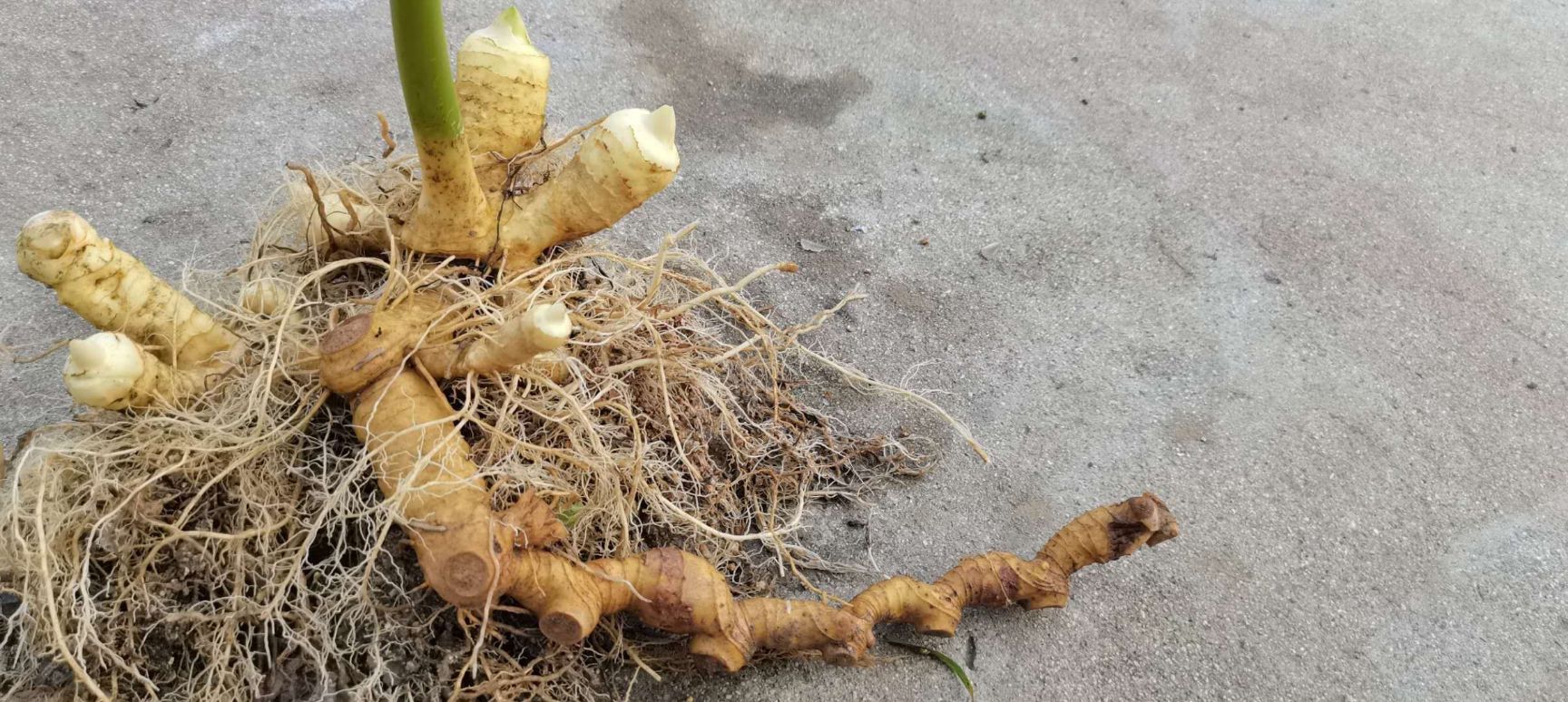 黄精种苗 多花黄精姜形黄精长梗黄精大鸡头黄精籽育两年苗