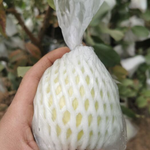 广州白心番石榴 特级果 