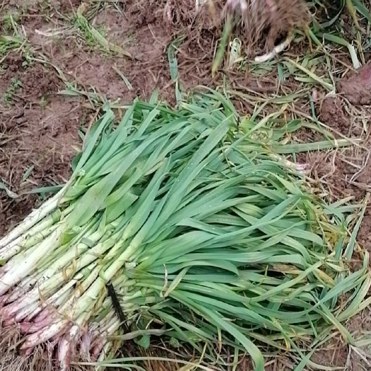 当阳市红根蒜苗 60 - 70cm 