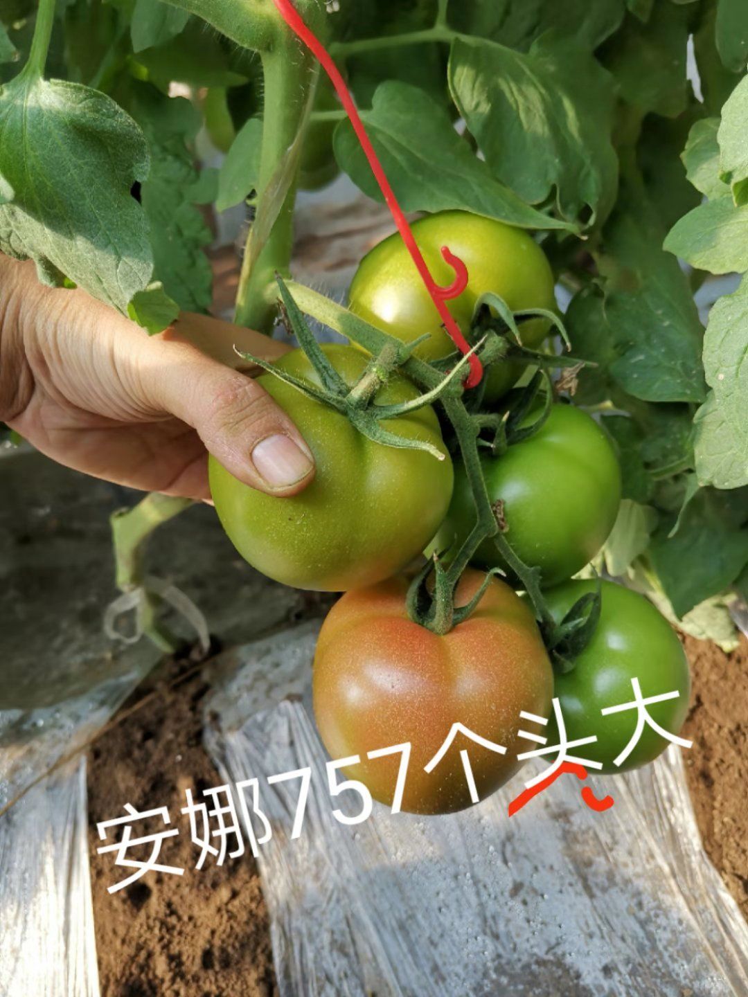 硬粉番茄苗  安娜757抗根腐病