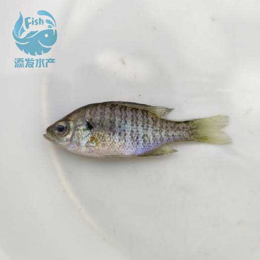 广州太阳鱼苗 广东鱼苗场直销优质太阳鱼苗 太阳鱼苗价格便宜