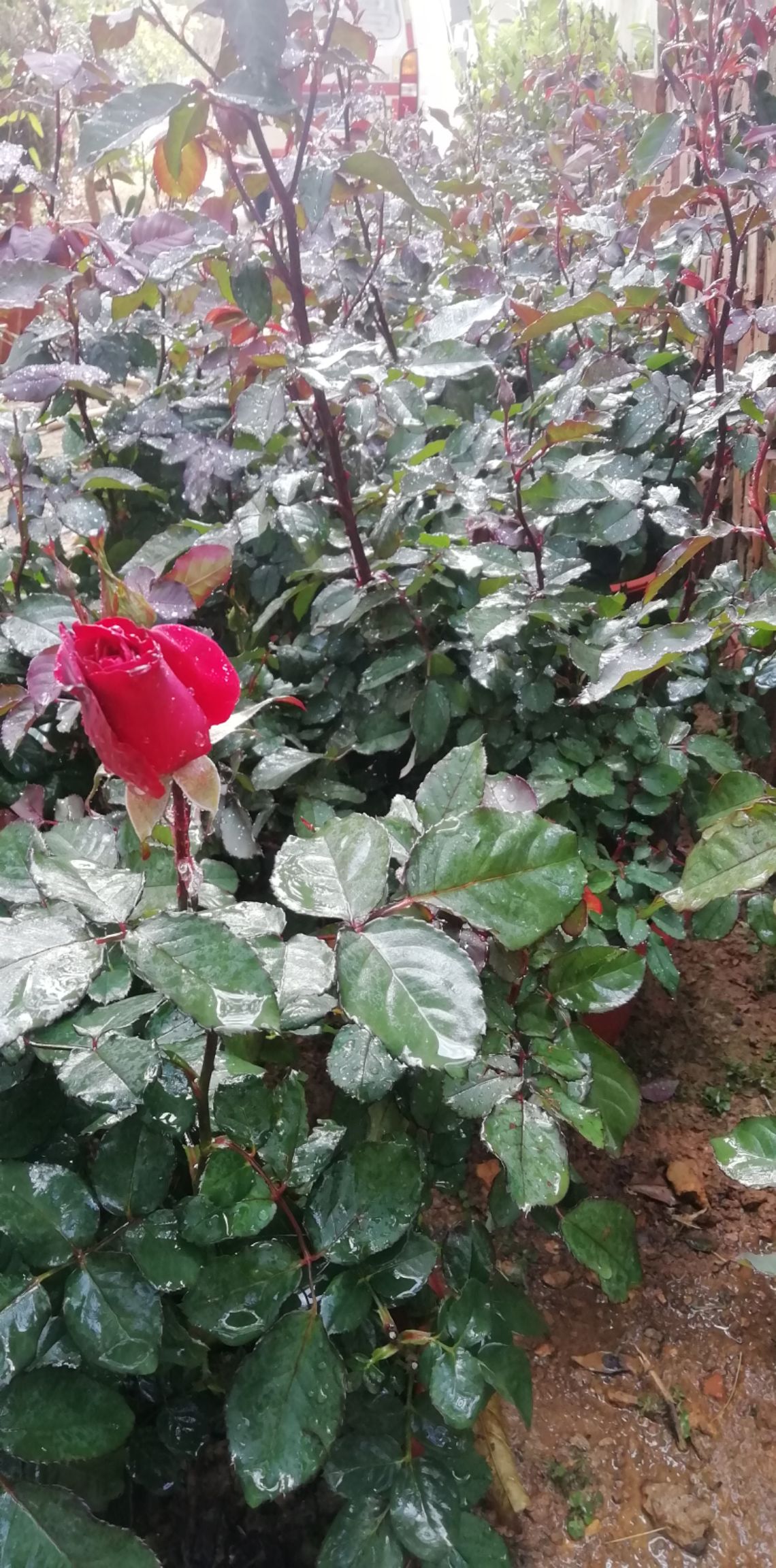 多头玫瑰 玫瑰花