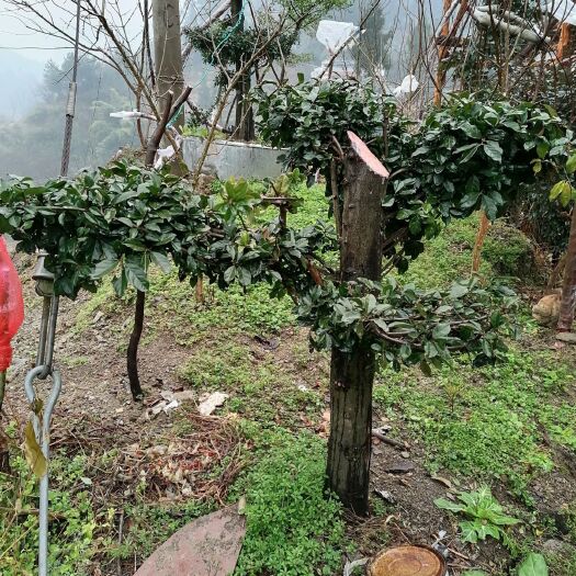 思南县 金弹子，兰花，山木香出售