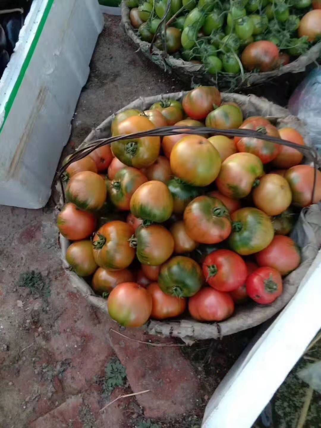 草莓番茄種子  草莓西紅柿種子，純正日本基因，純口感西紅柿，